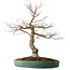 Acer palmatum Arakawa, 60 cm, ± 25 jaar oud, met een nebari van 17 cm, met mooie schors