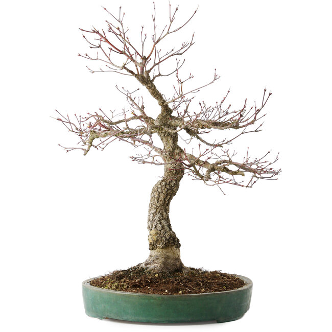 Acer palmatum Arakawa, 60 cm, ± 25 years old, with a nebari of 17 cm, with beautiful bark