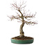 Acer palmatum Arakawa, 60 cm, ± 25 jaar oud, met een nebari van 17 cm, met mooie schors