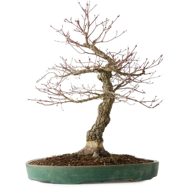 Acer palmatum Arakawa, 60 cm, ± 25 years old, with a nebari of 17 cm, with beautiful bark