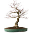 Acer palmatum Arakawa, 60 cm, ± 25 jaar oud, met een nebari van 17 cm, met mooie schors