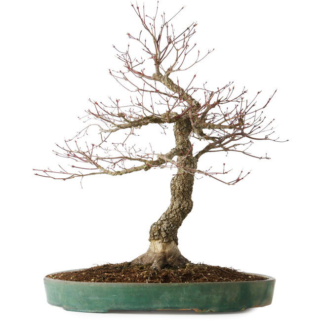 Acer palmatum Arakawa, 60 cm, ± 25 Jahre alt, mit einem Nebari von 17 cm, mit schöner Rinde