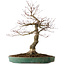 Acer palmatum Arakawa, 60 cm, ± 25 jaar oud, met een nebari van 17 cm, met mooie schors