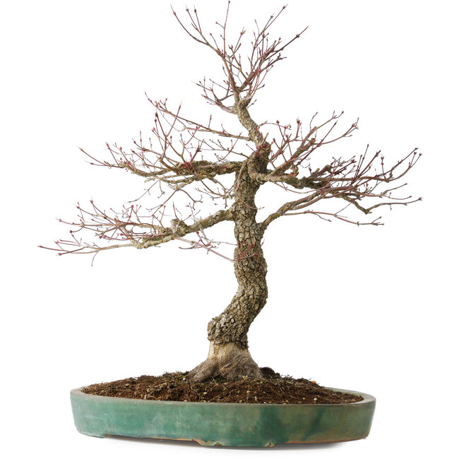 Acer palmatum Arakawa, 60 cm, ± 25 jaar oud, met een nebari van 17 cm, met mooie schors