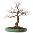 Acer palmatum Arakawa, 60 cm, ± 25 jaar oud, met een nebari van 17 cm, met mooie schors