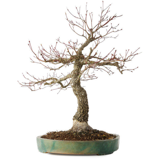 Acer palmatum Arakawa, 60 cm, ± 25 años, con un nebari de 17 cm, con hermosa corteza