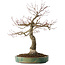 Acer palmatum Arakawa, 60 cm, ± 25 jaar oud, met een nebari van 17 cm, met mooie schors