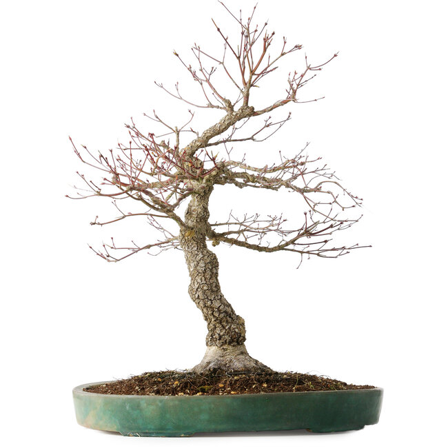 Acer palmatum Arakawa, 60 cm, ± 25 jaar oud, met een nebari van 17 cm, met mooie schors