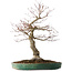 Acer palmatum Arakawa, 60 cm, ± 25 jaar oud, met een nebari van 17 cm, met mooie schors