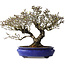 Pyracantha, 41 cm, ± 40 years old, with a nebari of 15 cm