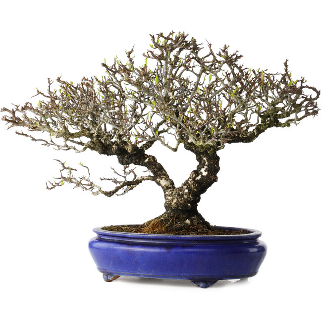Pyracantha, 41 cm, ± 40 jaar oud, met een nebari van 15 cm