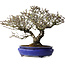 Pyracantha, 41 cm, ± 40 years old, with a nebari of 15 cm