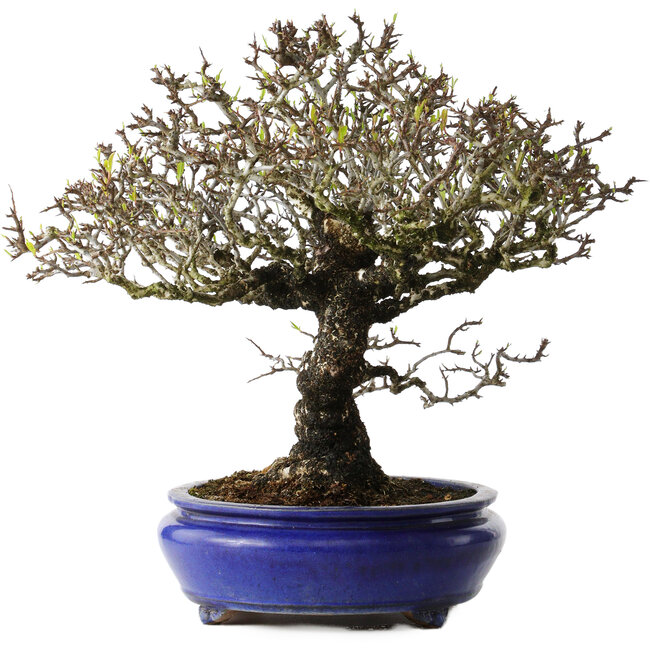 Pyracantha, 41 cm, ± 40 jaar oud, met een nebari van 15 cm