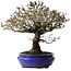 Pyracantha, 41 cm, ± 40 years old, with a nebari of 15 cm