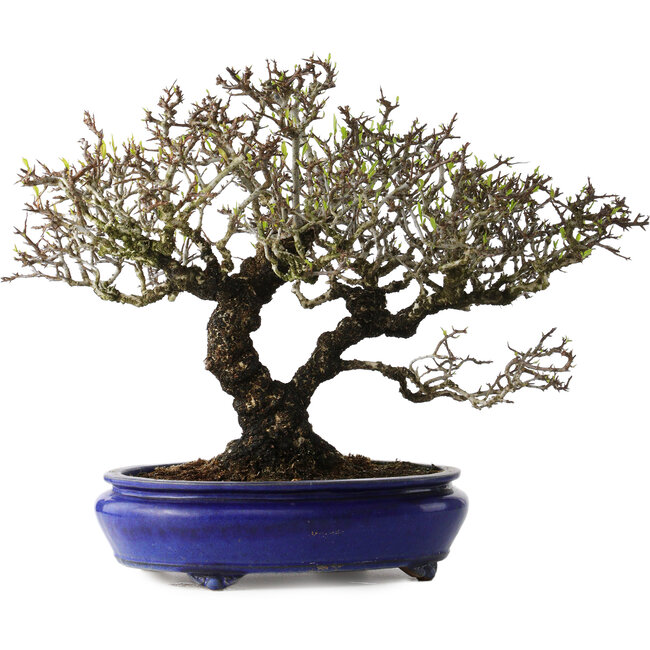 Pyracantha, 41 cm, ± 40 Jahre alt, mit einem Nebari von 15 cm