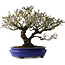 Pyracantha, 41 cm, ± 40 years old, with a nebari of 15 cm