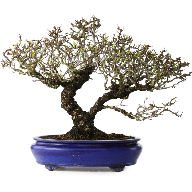 Pyracantha, 41 cm, ± 40 años, con un nebari de 15 cm