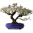 Pyracantha, 41 cm, ± 40 years old, with a nebari of 15 cm