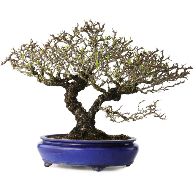 Pyracantha, 41 cm, ± 40 años, con un nebari de 15 cm