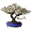 Pyracantha, 41 cm, ± 40 years old, with a nebari of 15 cm
