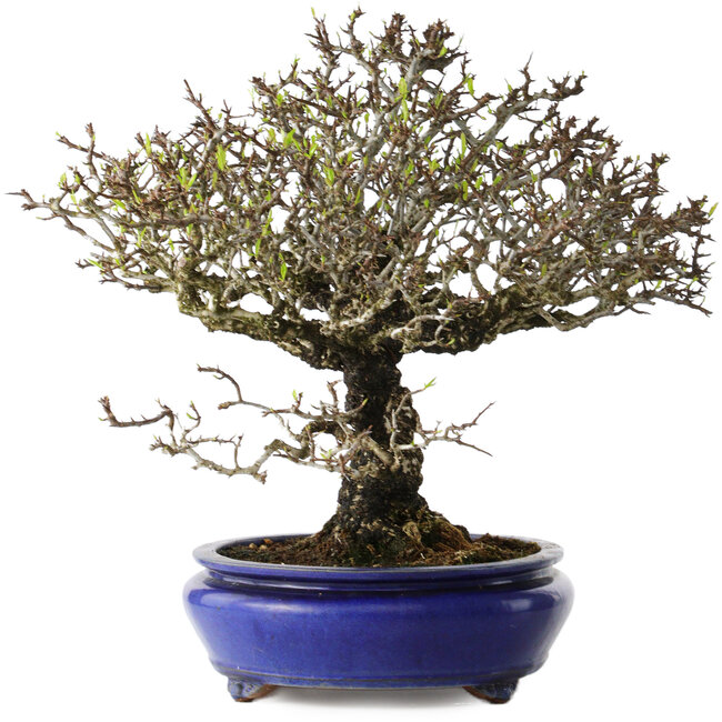 Pyracantha, 41 cm, ± 40 jaar oud, met een nebari van 15 cm