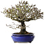 Pyracantha, 41 cm, ± 40 ans, avec un nebari de 15 cm