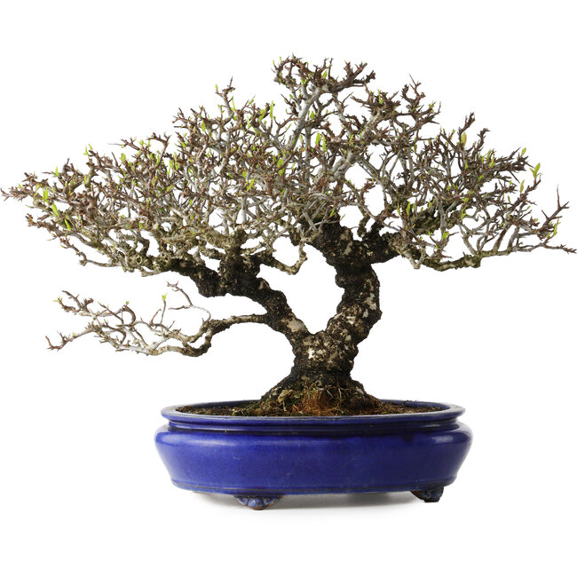 Pyracantha, 41 cm, ± 40 años, con un nebari de 15 cm