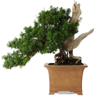 Taxus cuspidata Yamadori, 38 cm, ± 70 jaar oud
