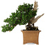 Taxus cuspidata Yamadori, 38 cm, ± 70 anni, con un nebari di 17 cm, in un vaso giapponese rotto fatto a mano