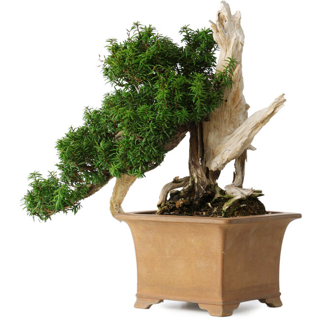 Taxus cuspidata Yamadori, 38 cm, ± 70 years old, with a nebari of 17 cm, in a broken handmade Japanese pot