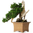 Taxus cuspidata Yamadori, 38 cm, ± 70 anni, con un nebari di 17 cm, in un vaso giapponese rotto fatto a mano