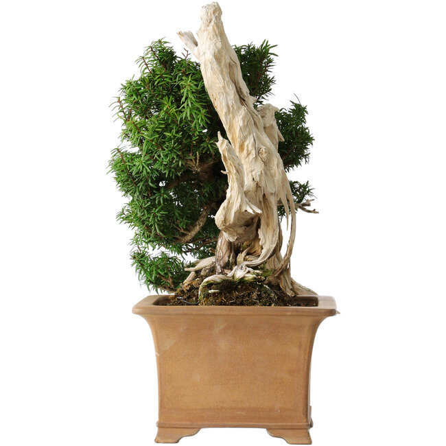Taxus cuspidata Yamadori, 38 cm, ± 70 años, con un nebari de 17 cm, en una maceta japonesa rota hecha a mano