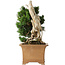 Taxus cuspidata Yamadori, 38 cm, ± 70 anni, con un nebari di 17 cm, in un vaso giapponese rotto fatto a mano