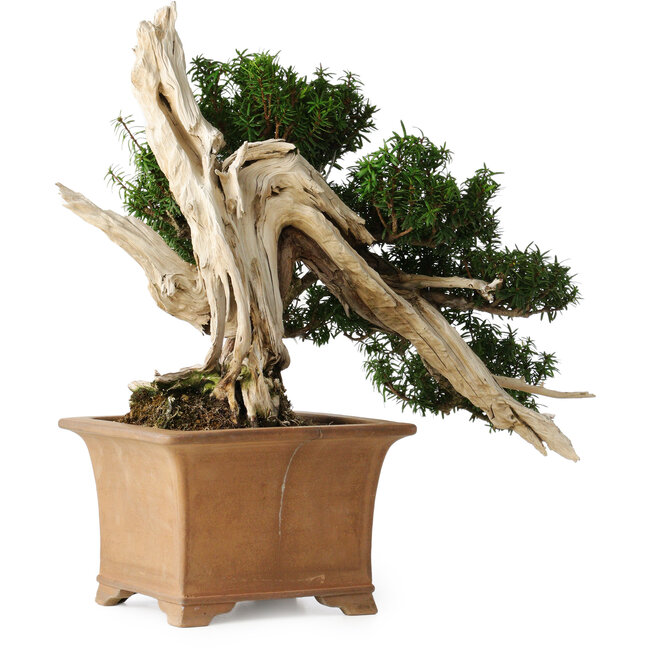 Taxus cuspidata Yamadori, 38 cm, ± 70 ans, avec un nebari de 17 cm, dans un pot japonais artisanal cassé
