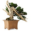 Taxus cuspidata Yamadori, 38 cm, ± 70 anni, con un nebari di 17 cm, in un vaso giapponese rotto fatto a mano