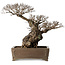 Ulmus parvifolia Nire, 42 cm, ± 40 anni, con un nebari di 14 cm, in un vaso giapponese fatto a mano