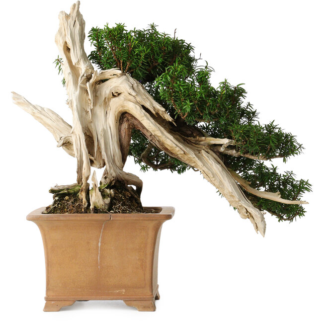 Taxus cuspidata Yamadori, 38 cm, ± 70 años, con un nebari de 17 cm, en una maceta japonesa rota hecha a mano