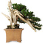 Taxus cuspidata Yamadori, 38 cm, ± 70 anni, con un nebari di 17 cm, in un vaso giapponese rotto fatto a mano