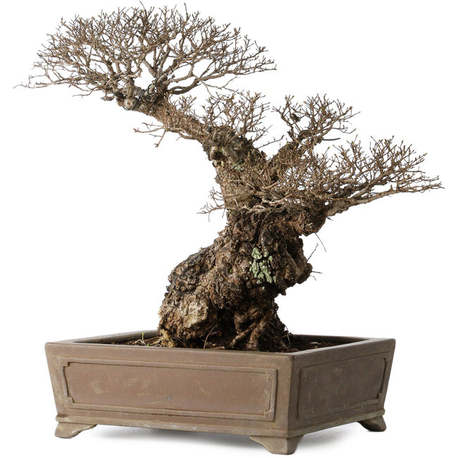 Ulmus parvifolia Nire, 42 cm, ± 40 years old, with a nebari of 14 cm, in a handmade Japanese pot