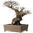 Ulmus parvifolia Nire, 42 cm, ± 40 jaar oud, met een nebari van 14 cm, in een handgemaakte Japanse pot
