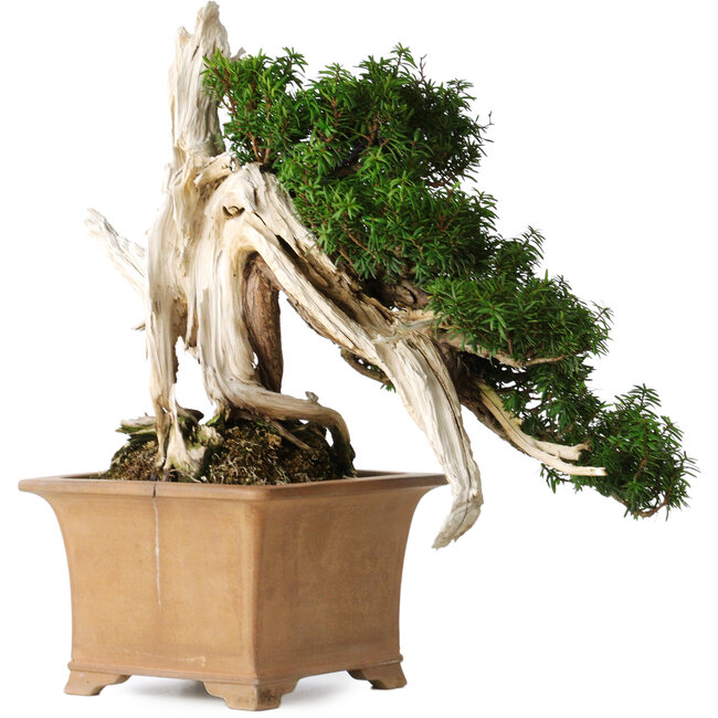 Taxus cuspidata Yamadori, 38 cm, ± 70 ans, avec un nebari de 17 cm, dans un pot japonais artisanal cassé