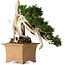 Taxus cuspidata Yamadori, 38 cm, ± 70 anni, con un nebari di 17 cm, in un vaso giapponese rotto fatto a mano
