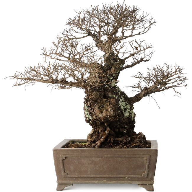 Ulmus parvifolia Nire, 42 cm, ± 40 anni, con un nebari di 14 cm, in un vaso giapponese fatto a mano