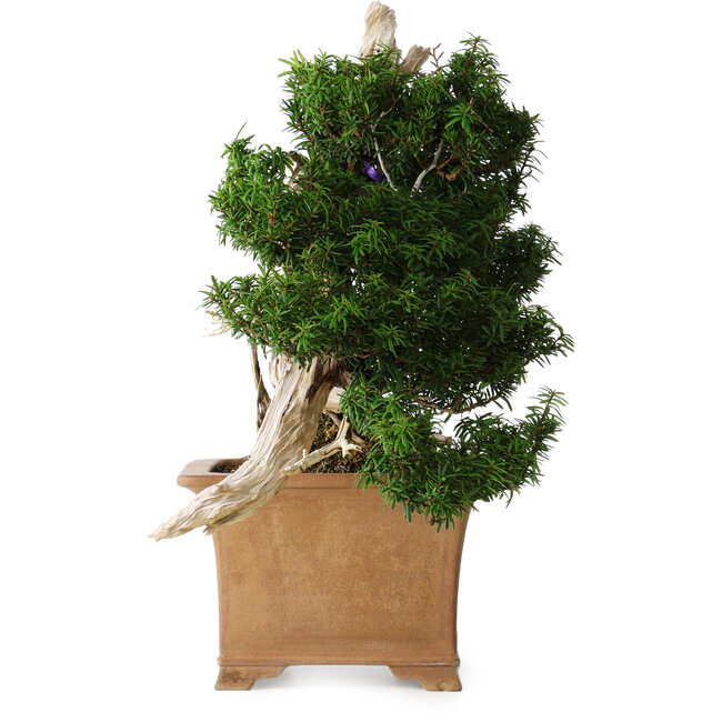 Taxus cuspidata Yamadori, 38 cm, ± 70 ans, avec un nebari de 17 cm, dans un pot japonais artisanal cassé