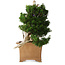 Taxus cuspidata Yamadori, 38 cm, ± 70 anni, con un nebari di 17 cm, in un vaso giapponese rotto fatto a mano