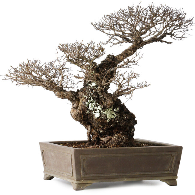 Ulmus parvifolia Nire, 42 cm, ± 40 años, con un nebari de 14 cm, en una maceta japonesa hecha a mano