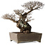 Ulmus parvifolia Nire, 42 cm, ± 40 jaar oud, met een nebari van 14 cm, in een handgemaakte Japanse pot