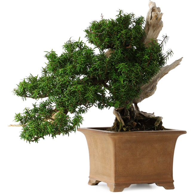 Taxus cuspidata Yamadori, 38 cm, ± 70 años, con un nebari de 17 cm, en una maceta japonesa rota hecha a mano