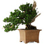 Taxus cuspidata Yamadori, 38 cm, ± 70 anni, con un nebari di 17 cm, in un vaso giapponese rotto fatto a mano