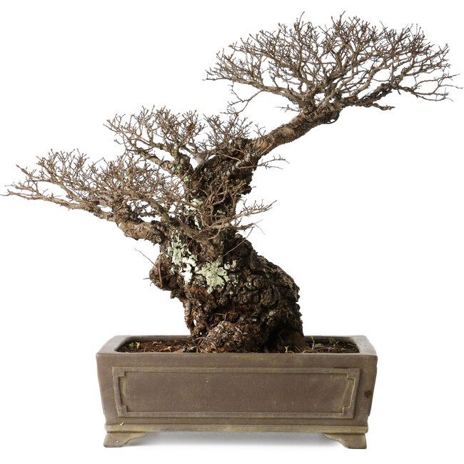 Ulmus parvifolia Nire, 42 cm, ± 40 jaar oud, met een nebari van 14 cm, in een handgemaakte Japanse pot